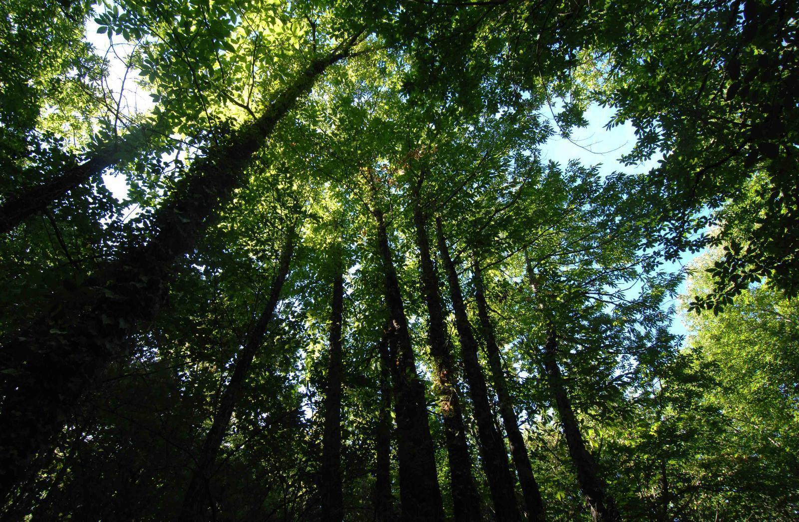 Uma Floresta Que Brilha No Outono Para Descobrir Em Arganil