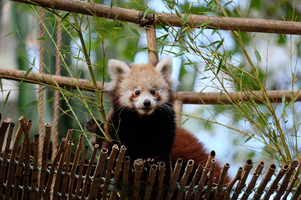 Panda Ameaçado De Extinção é A Nova Cria Do Zoológico De Lisboa [com Vídeo]